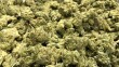 A pile of dried cannabis buds is seen here, Aug. 31, 2017.